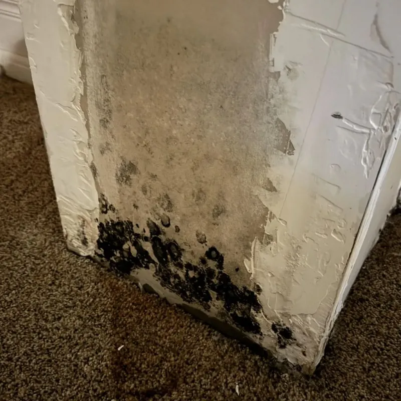 Professional Mold Removal in Sibley, LA